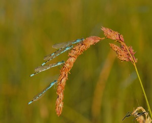 Azure Bluet Damselflies
